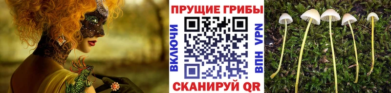 KRAKEN tor Хвалынск Псилоцибиновые грибы мицелий